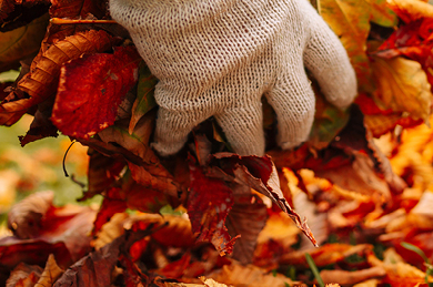 Rasenpflege Im Herbst Landmarkt Cerny